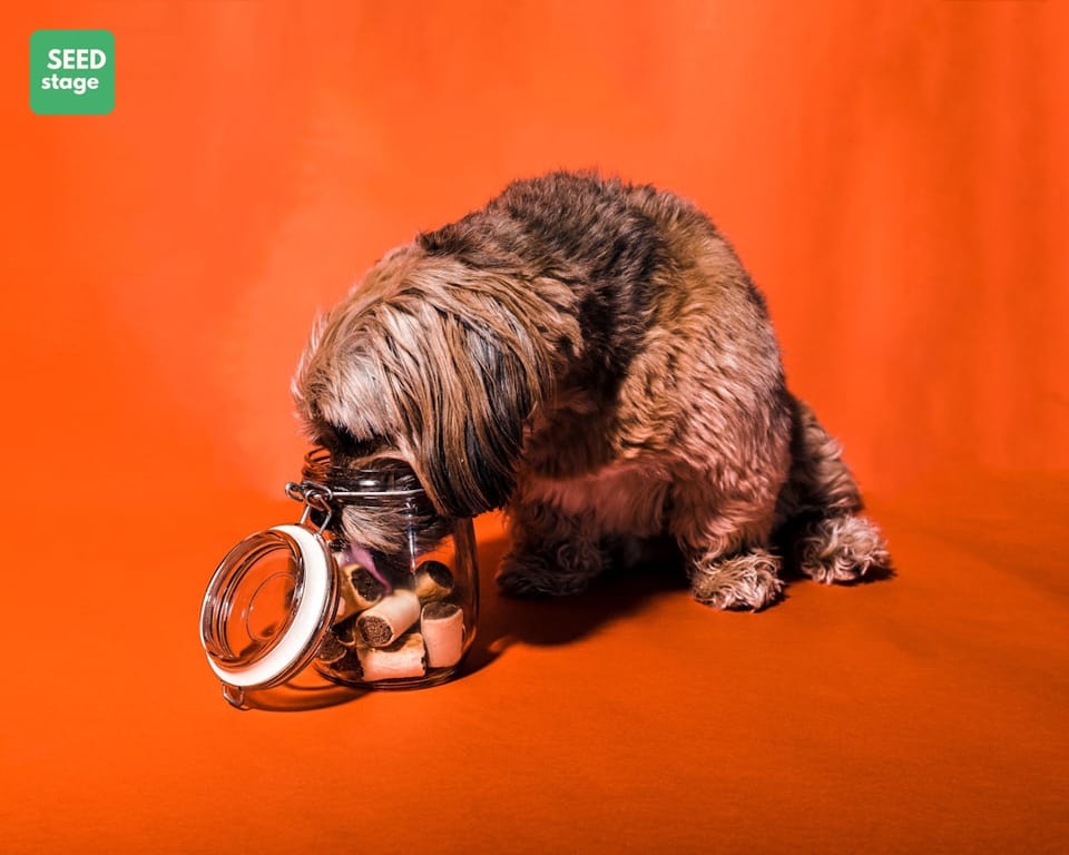 Góc Khuất Pet Tech: Giải Mã Bài Toán Đa Thú Cưng